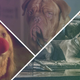 Max (Screenshot: The Grinch), Hooch (Screenshot: Turner & Hooch), and Cha Cha (Photo: Lionsgate)